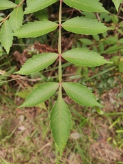 Rhus chinensis