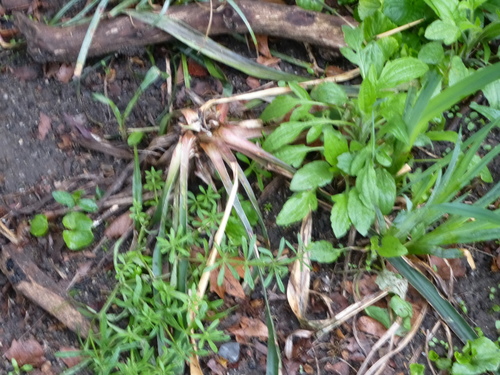 Yucca filamentosa