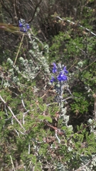 Salvia chamaedryoides