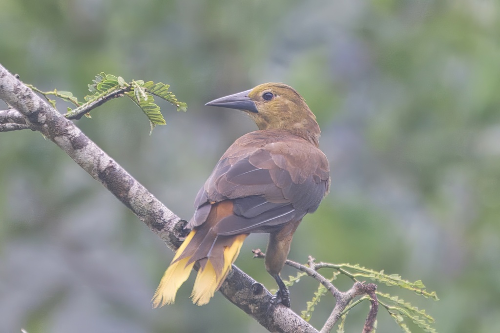 Russet-backed Oropendola (Psarocolius angustifrons) photo