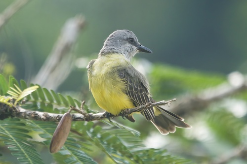 Tropical Kingbird