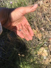 Nassella lepida