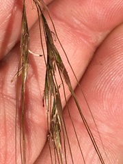 Nassella lepida