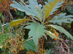 Bocconia arborea