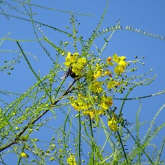 Xylocopoides