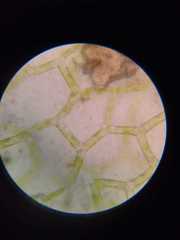 Hydrodictyon reticulatum