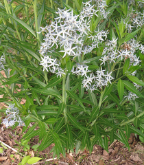 Amsonia illustris
