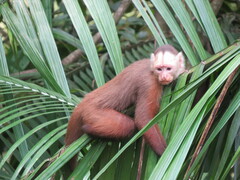 Varied Capuchin photo 4