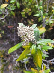 Buddleja nitida image