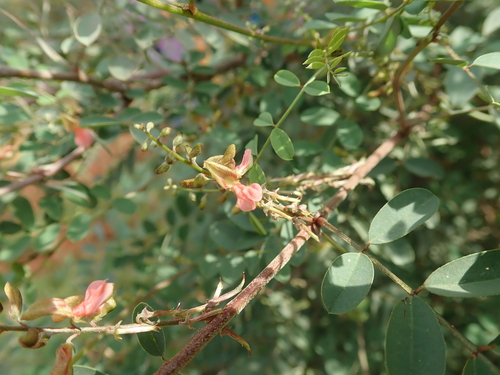 Indigofera tinctoria iNat (3)