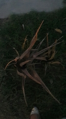 Asparagaceae