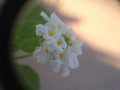 Lantana velutina