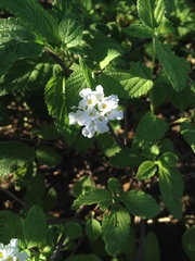 Lantana velutina