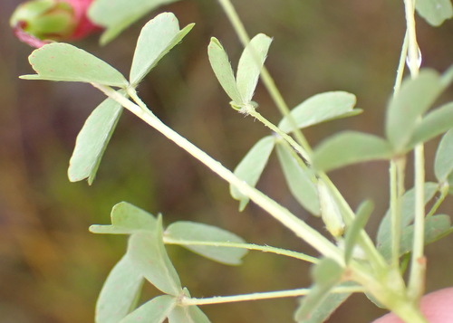 Image of Oxalis pendulifolia by (c) Nicola van Berkel, some rights reserved (CC BY-SA)