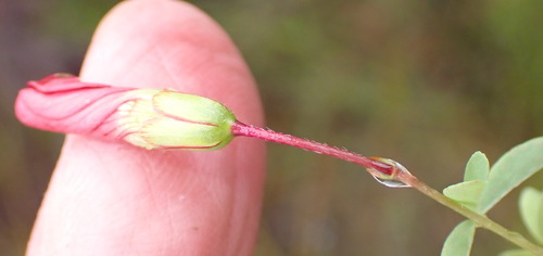 Image of Oxalis pendulifolia by (c) Nicola van Berkel, some rights reserved (CC BY-SA)