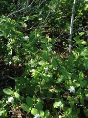 Lantana velutina