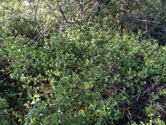 Lantana velutina