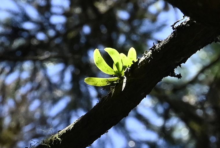 Gastrochilus retrocallus