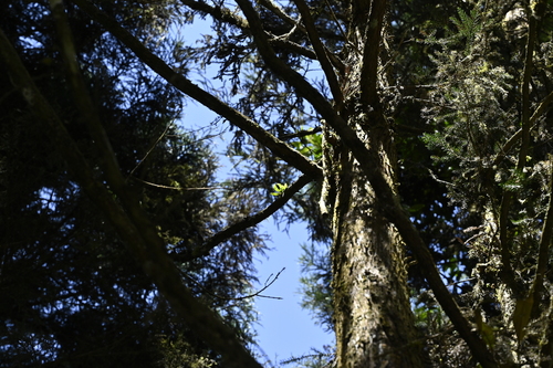 Gastrochilus retrocallus, photograph 1