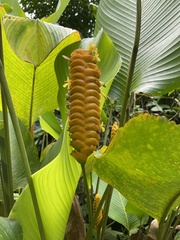 Calathea crotalifera image