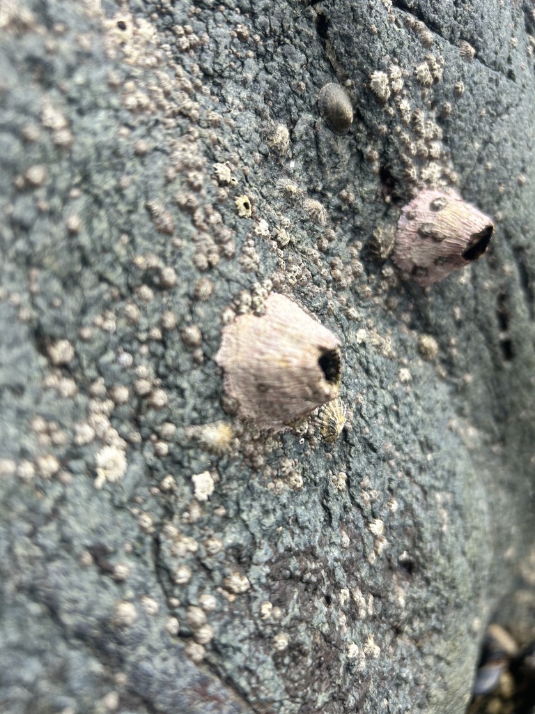 Pink Volcano Barnacle from Dana Point Harbor, Dana Point, CA, US on ...