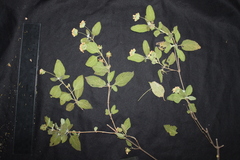 Lantana velutina