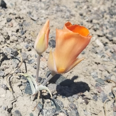 Calochortus kennedyi kennedyi