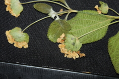 Lantana velutina