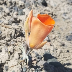 Calochortus kennedyi kennedyi