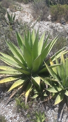 Agave madrensis