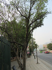 Haematoxylum