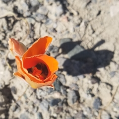 Calochortus kennedyi kennedyi