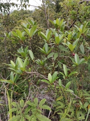Ficus variolosa