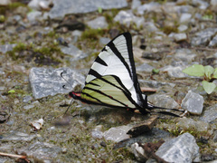 Graphium agetes