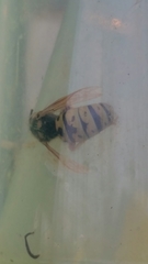 Vespula atropilosa