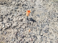 Calochortus kennedyi kennedyi