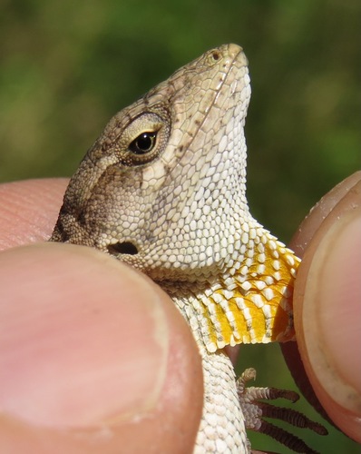 Chiapas Ornate Anole