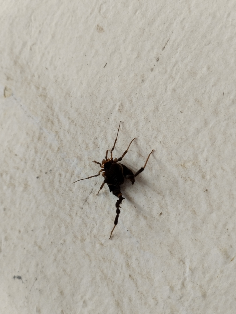 daddy longlegs