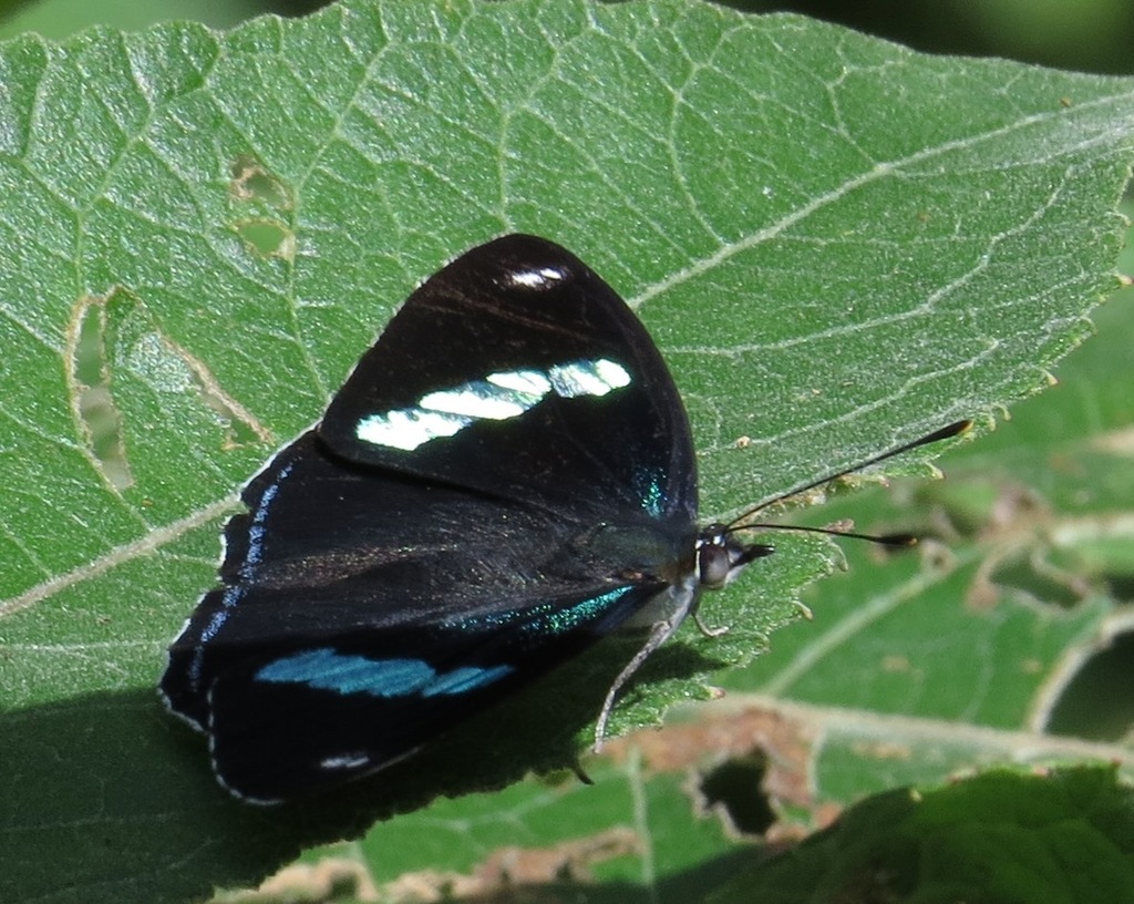 Diaethria anna anna from Coapilla, Chis., Mexico on July 7, 2015 at 10: ...