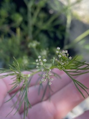 Cyclospermum leptophyllum image