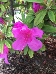 Rhododendron