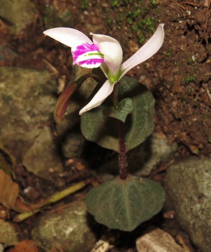 Triphora debilis