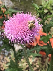 Cirsium texanum