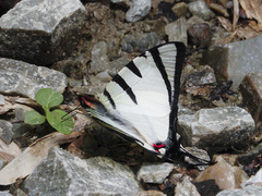 Graphium agetes
