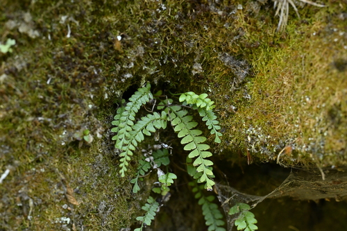 Image of Osmolindsaea odorata by (c) 曾昱承 Yu-Cheng Zeng, some rights reserved (CC BY)