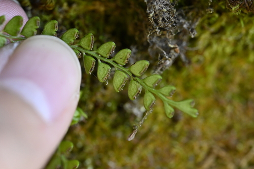 Image of Osmolindsaea odorata by (c) 曾昱承 Yu-Cheng Zeng, some rights reserved (CC BY)
