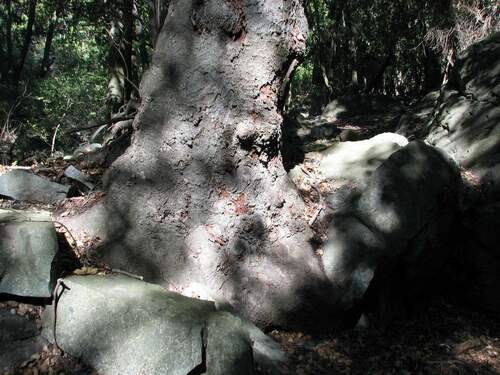 Image of Beilschmiedia miersii by (c) Cesar Ormazabal, some rights reserved (CC BY)