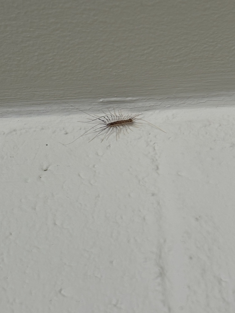 House Centipede from Bethany Lutheran College, Mankato, MN, US on March ...