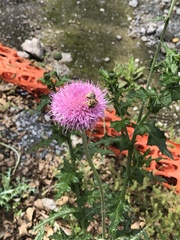Cirsium texanum