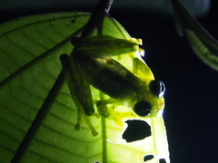 Sachatamia albomaculata